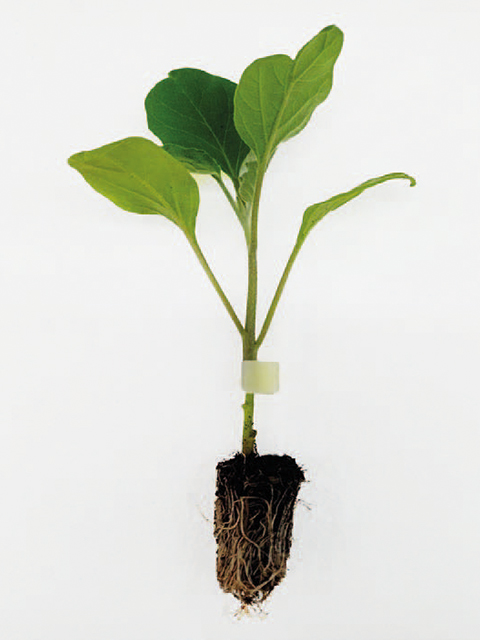 Australys (portainnesto)