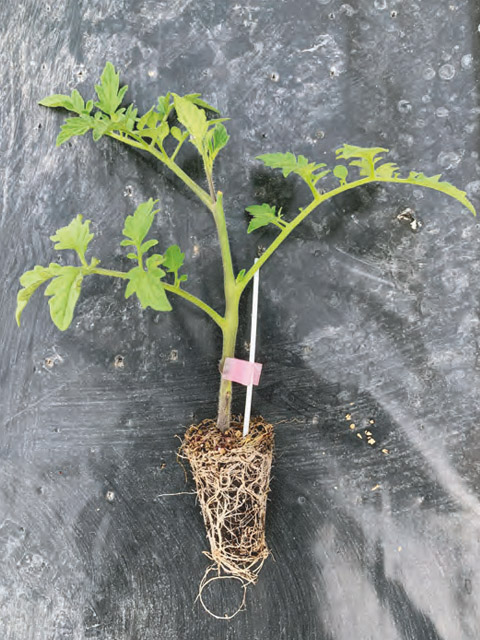 Tomoforce F.1 (portainnesto)